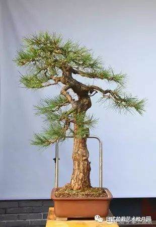 图解 高杆黑松盆景15年制作成型的过程