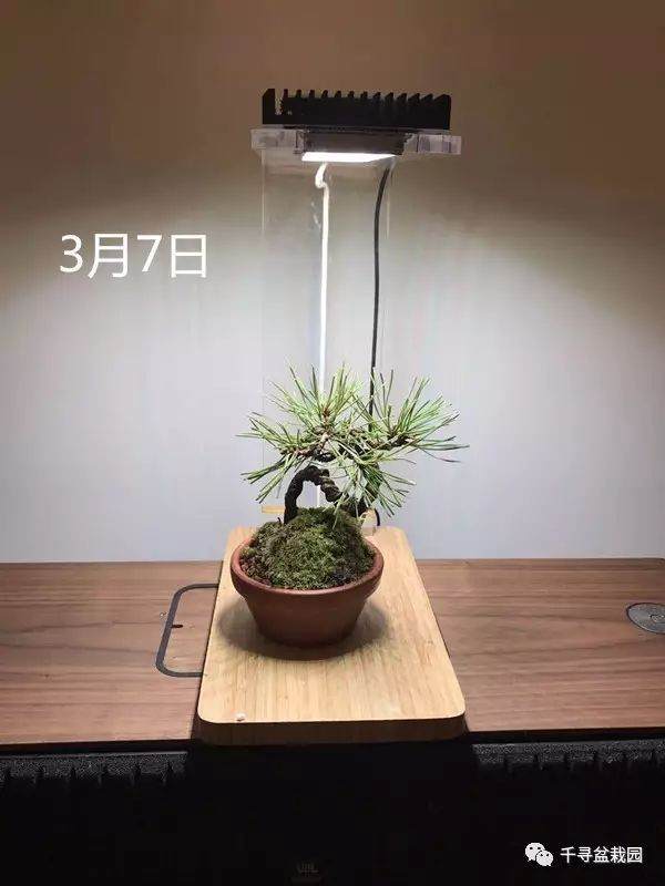 图解 室内养护黑松盆景的过程 16幅