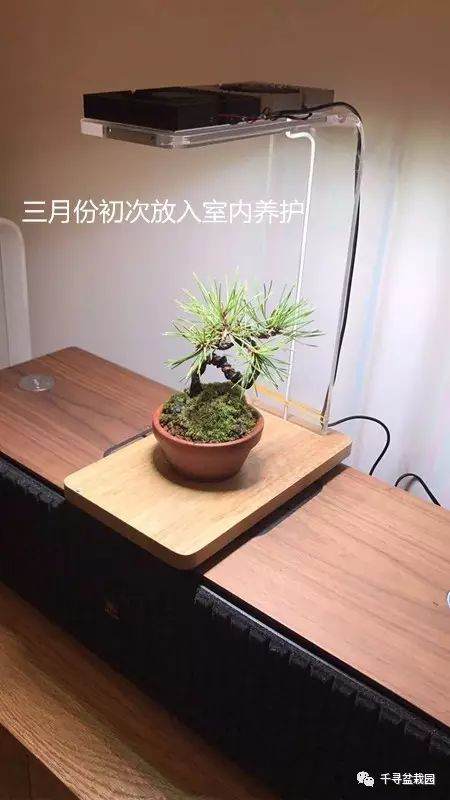 图解 室内养护黑松盆景的过程 16幅