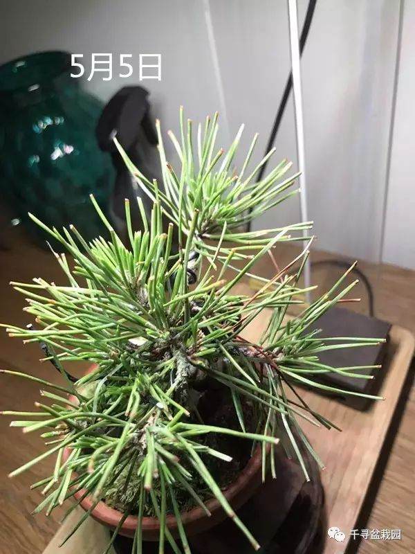 图解 室内养护黑松盆景的过程 16幅