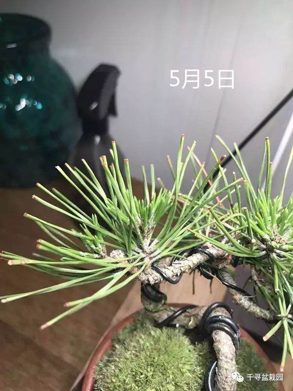 图解 室内养护黑松盆景的过程 16幅