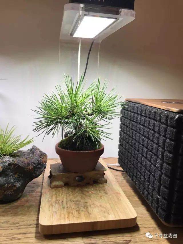 图解 室内养护黑松盆景的过程 16幅