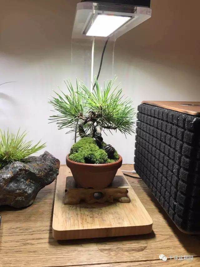 图解 室内养护黑松盆景的过程 16幅