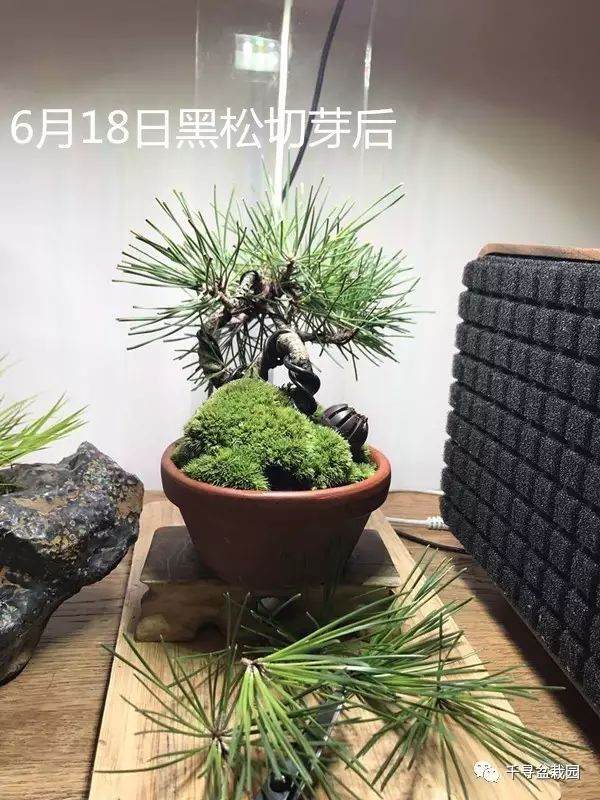 图解 室内养护黑松盆景的过程 16幅