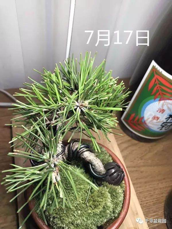 图解 室内养护黑松盆景的过程 16幅