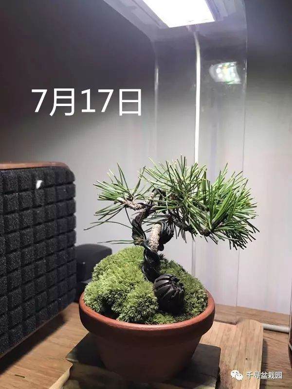 图解 室内养护黑松盆景的过程 16幅