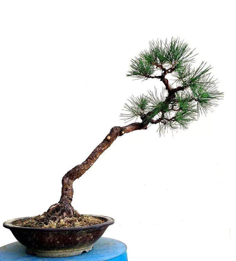 图解 黑松文人树盆景的制作过程 12幅