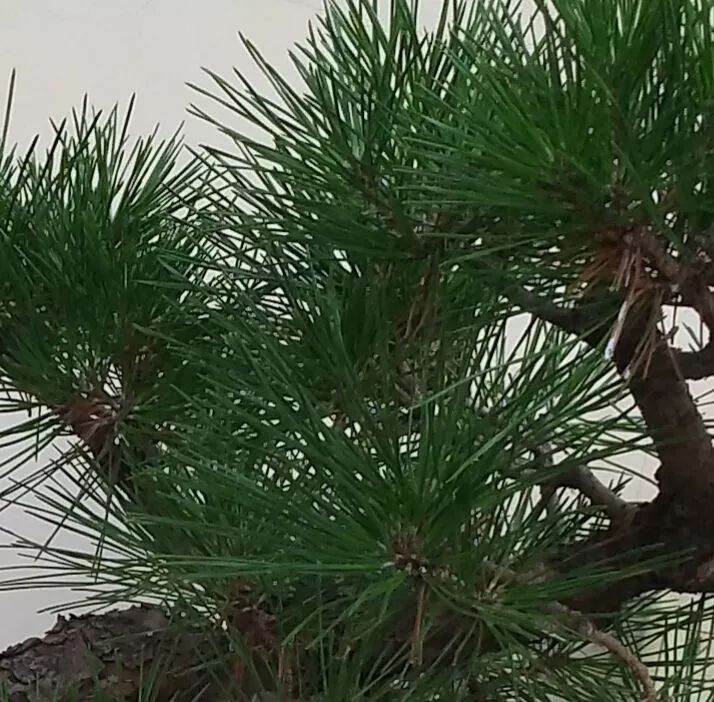 图解 黑松文人树盆景的制作过程 12幅