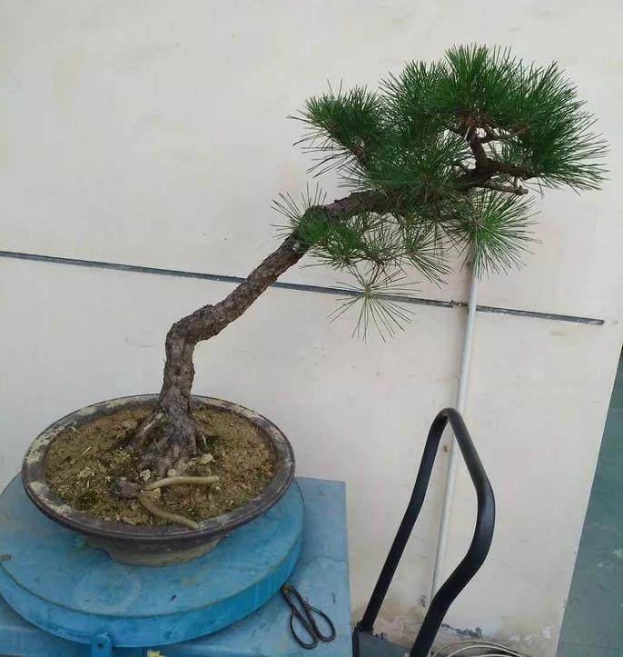 图解 黑松文人树盆景的制作过程 12幅