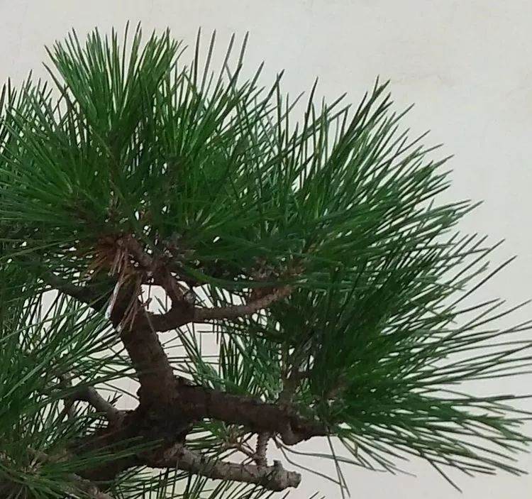 图解 黑松文人树盆景的制作过程 12幅