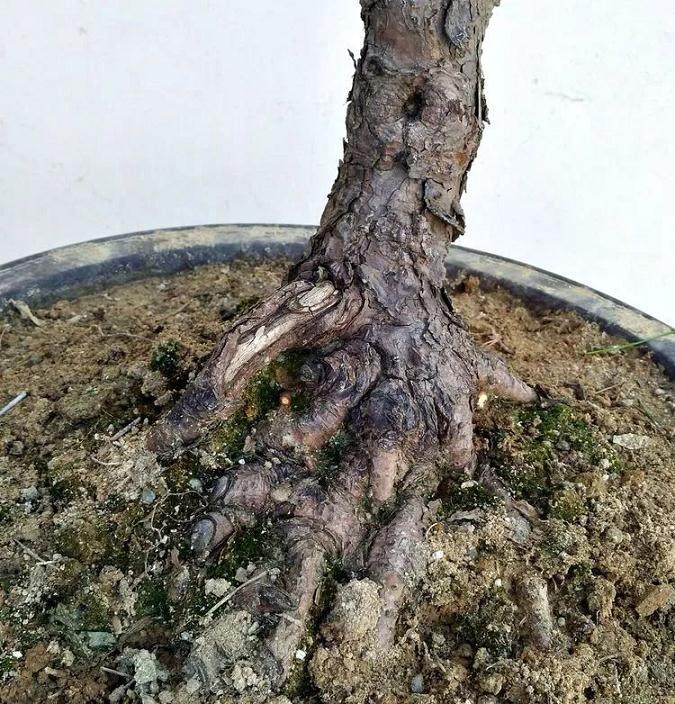 图解 黑松文人树盆景的制作过程 12幅