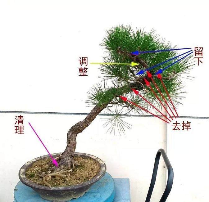 图解 黑松文人树盆景的制作过程 12幅