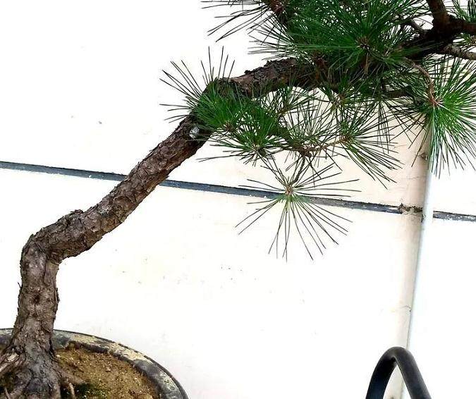 图解 黑松文人树盆景的制作过程 12幅