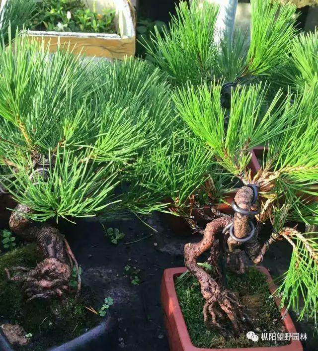 图解 如何自培小型黑松盆景的切芽