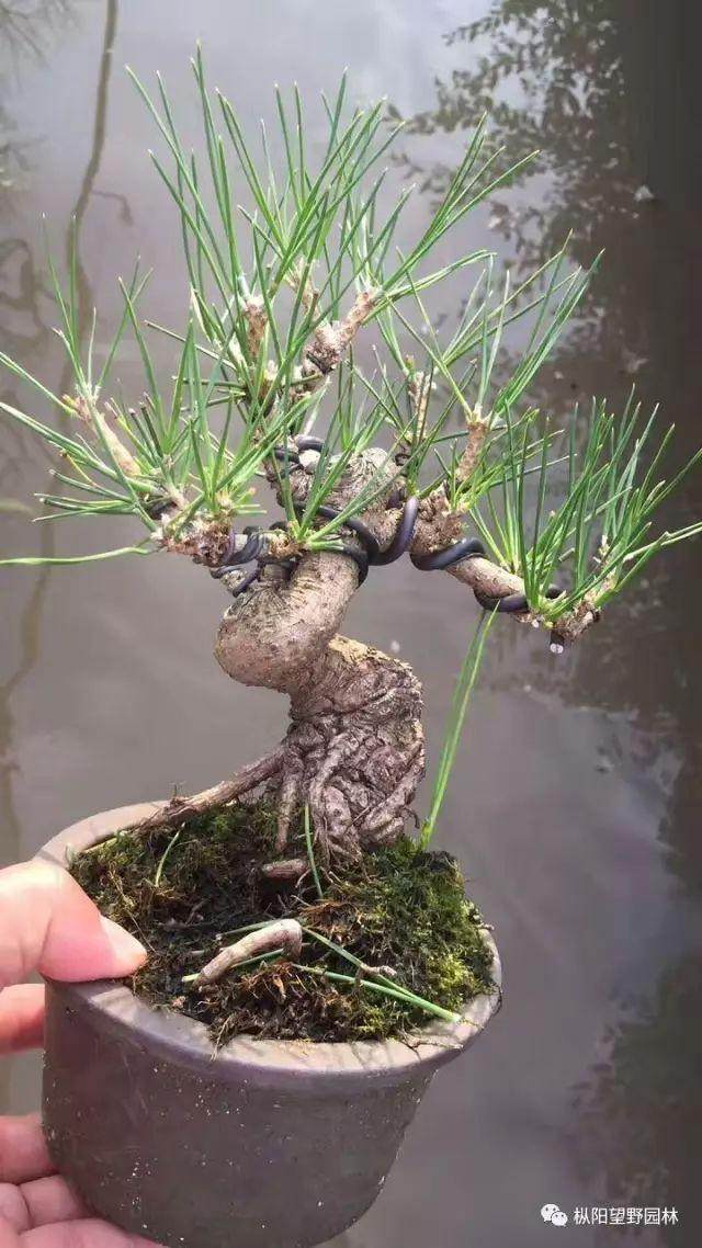 图解 如何自培小型黑松盆景的切芽