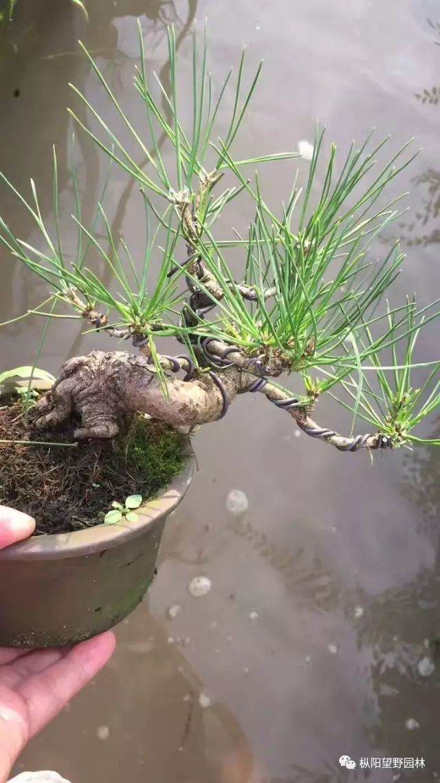 图解 如何自培小型黑松盆景的切芽