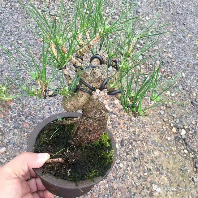 图解 如何自培小型黑松盆景的切芽