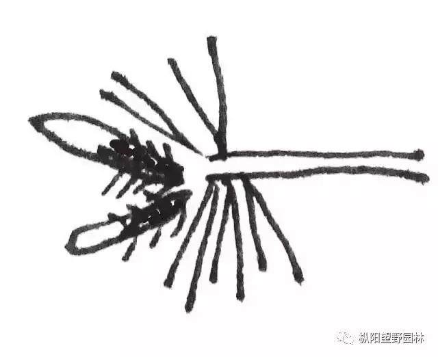 图解 如何自培小型黑松盆景的切芽