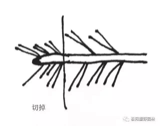 图解 如何自培小型黑松盆景的切芽