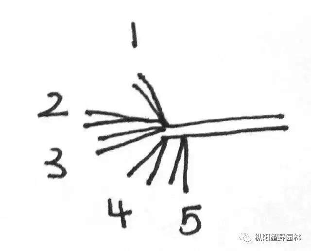 图解 如何自培小型黑松盆景的切芽