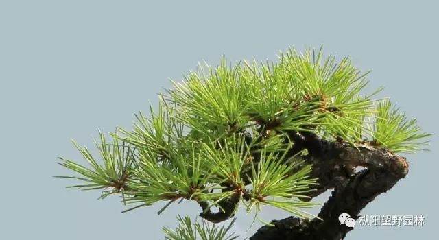 图解 如何自培小型黑松盆景的切芽