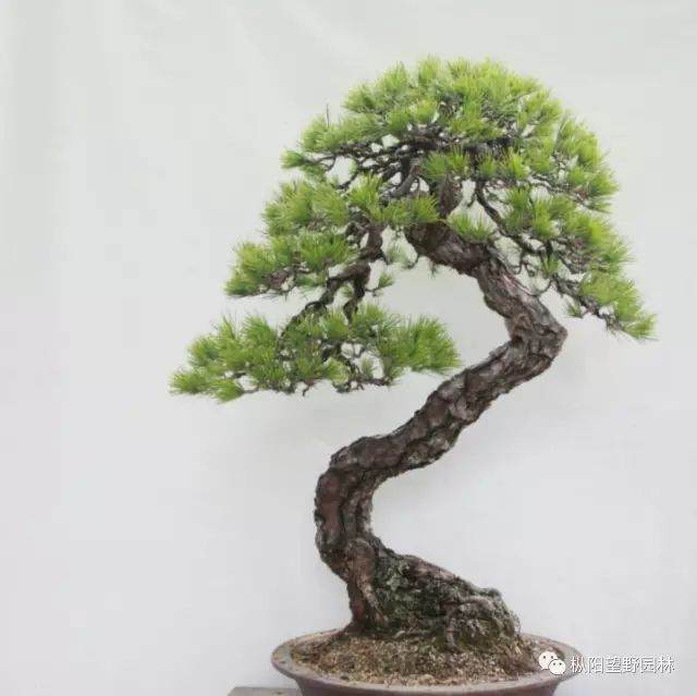 图解 如何自培小型黑松盆景的切芽