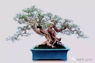 黑松盆景价格一年翻几十倍 你信吗？