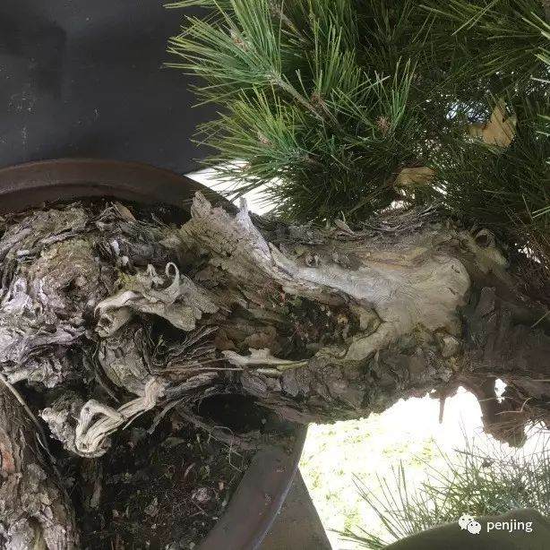 日本大师制作黑松盆景的过程