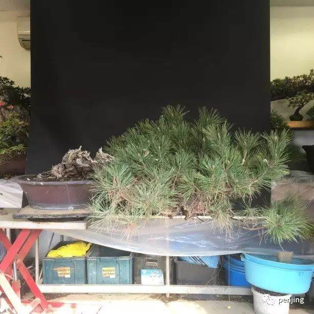 日本大师制作黑松盆景的过程