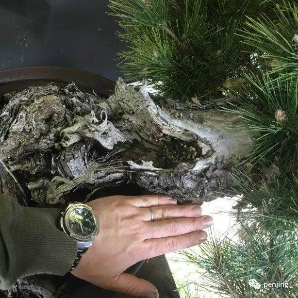 日本大师制作黑松盆景的过程