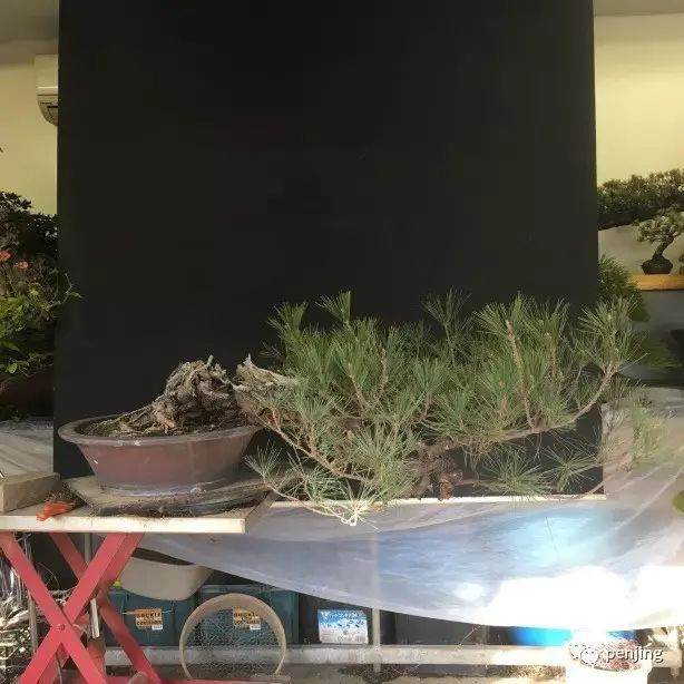 日本大师制作黑松盆景的过程