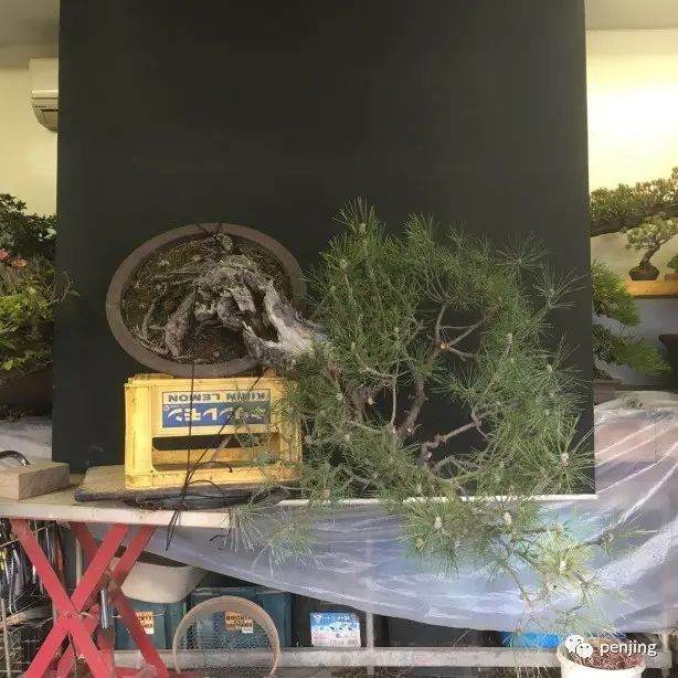 日本大师制作黑松盆景的过程