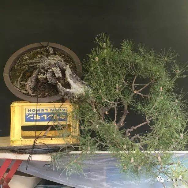 日本大师制作黑松盆景的过程