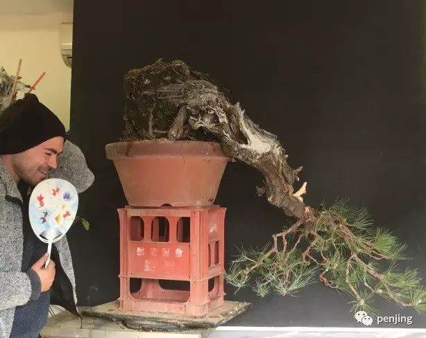 日本大师制作黑松盆景的过程