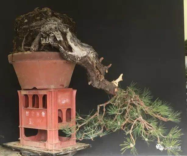 日本大师制作黑松盆景的过程