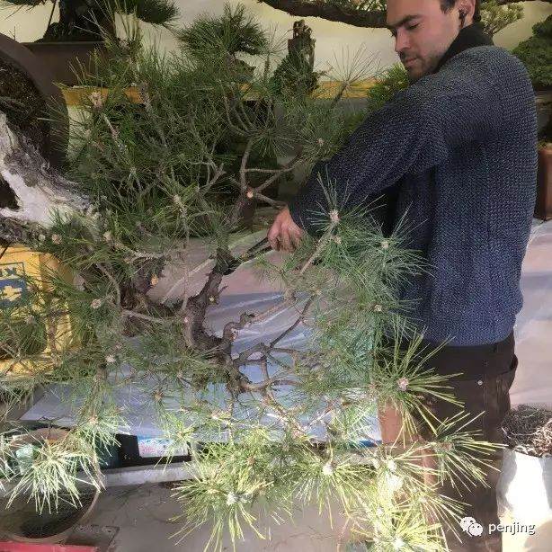 图解 日本大师制作黑松盆景的过程 9幅