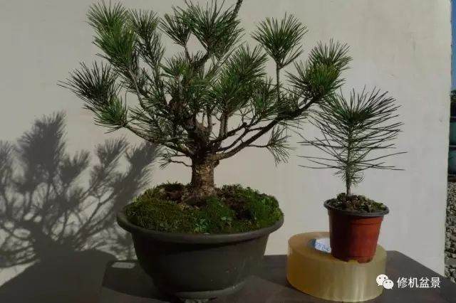 苗培黑松盆景17年来的制作过程