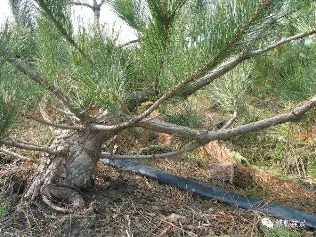 苗培黑松盆景17年来的制作过程