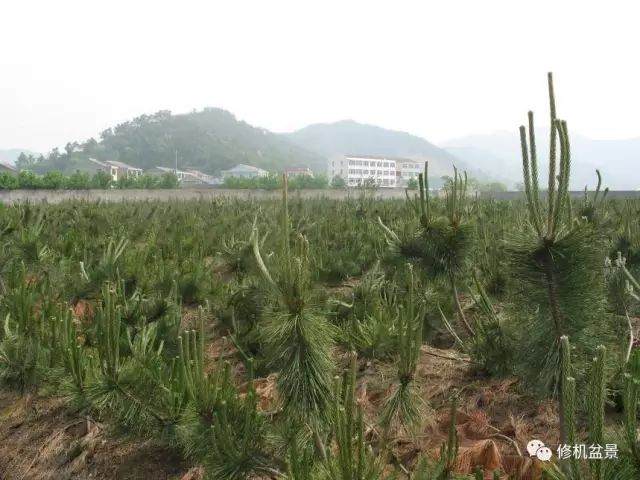 苗培黑松盆景17年来的制作过程