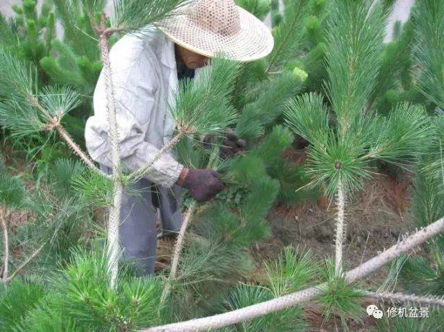 苗培黑松盆景17年来的制作过程