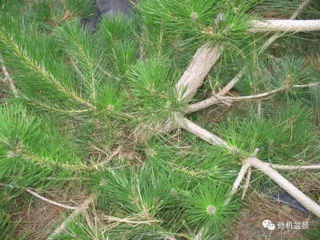 苗培黑松盆景17年来的制作过程