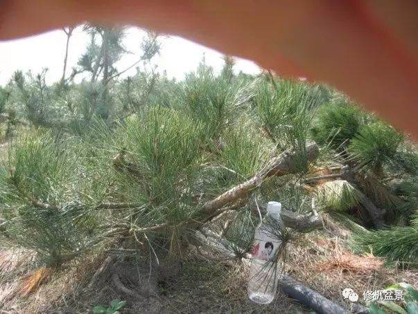 苗培黑松盆景17年来的制作过程