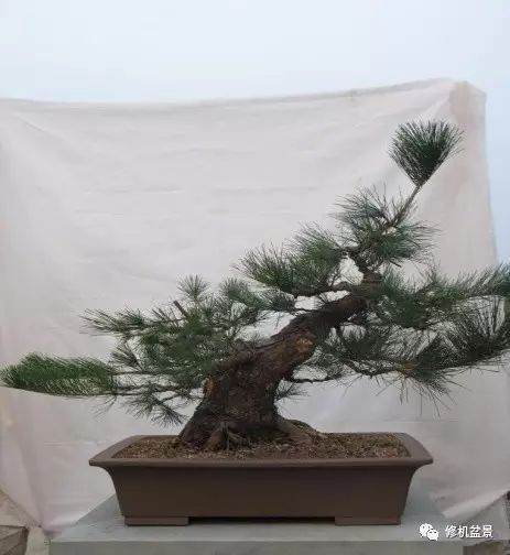 苗培黑松盆景17年来的制作过程