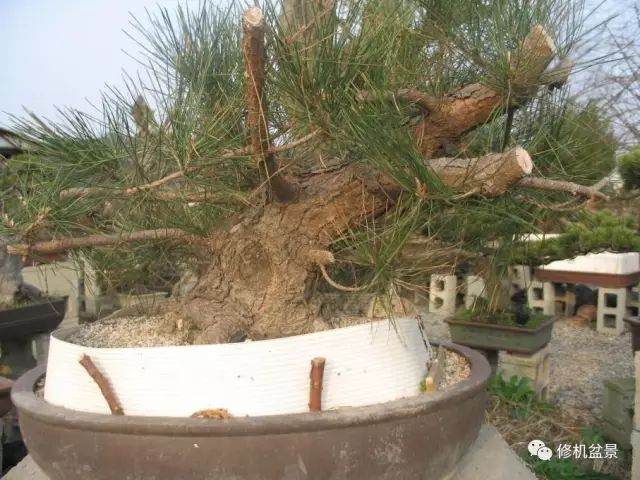 苗培黑松盆景17年来的制作过程