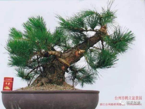 苗培黑松盆景17年来的制作过程