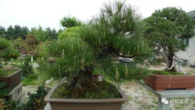 苗培黑松盆景17年来的制作过程