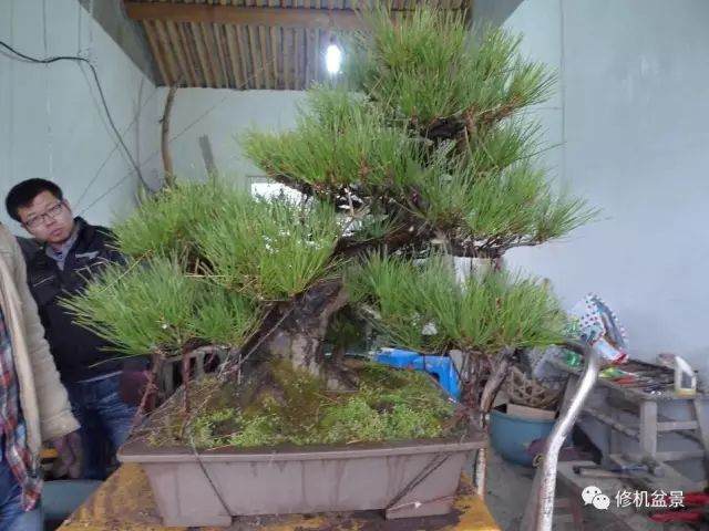 苗培黑松盆景17年来的制作过程