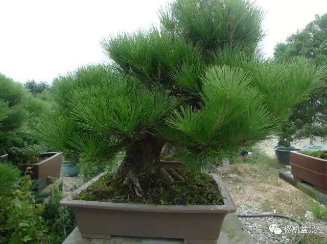 苗培黑松盆景17年来的制作过程