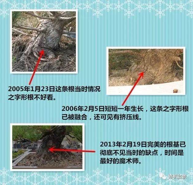 苗培黑松盆景17年来的制作过程