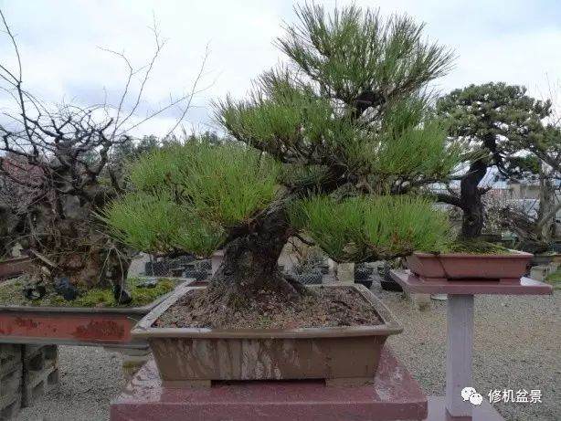 苗培黑松盆景17年来的制作过程